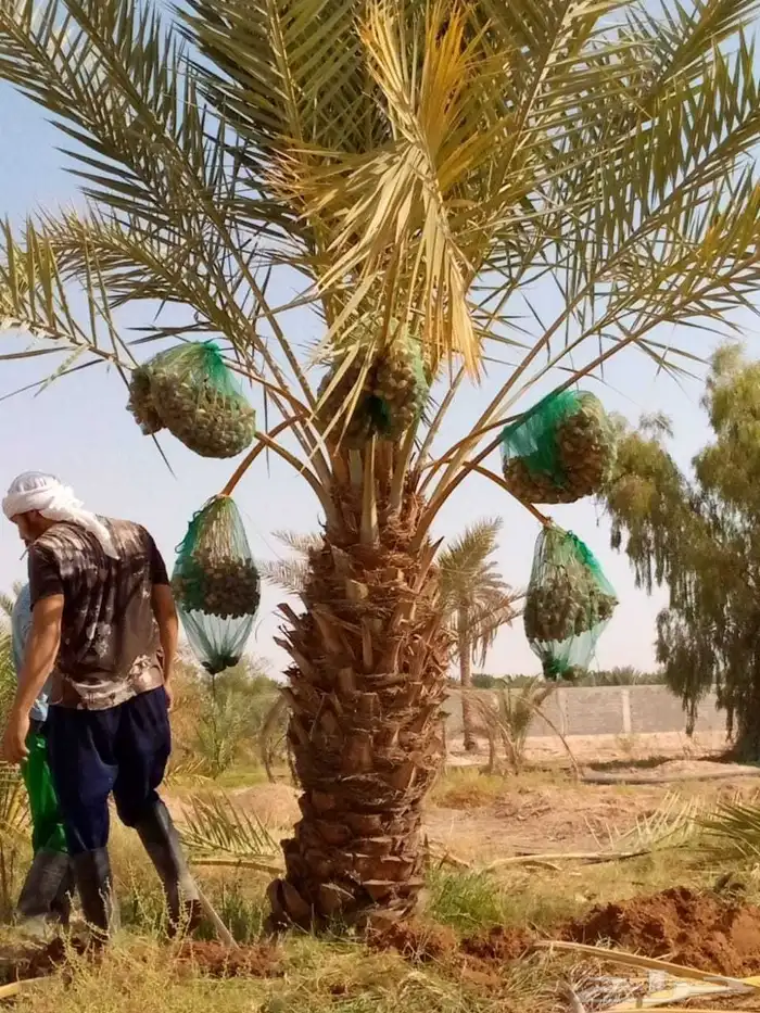 نخل مثمر للبيع واشنطني وعربي اخلاص سكري برحي صقعي هلالي غر 9