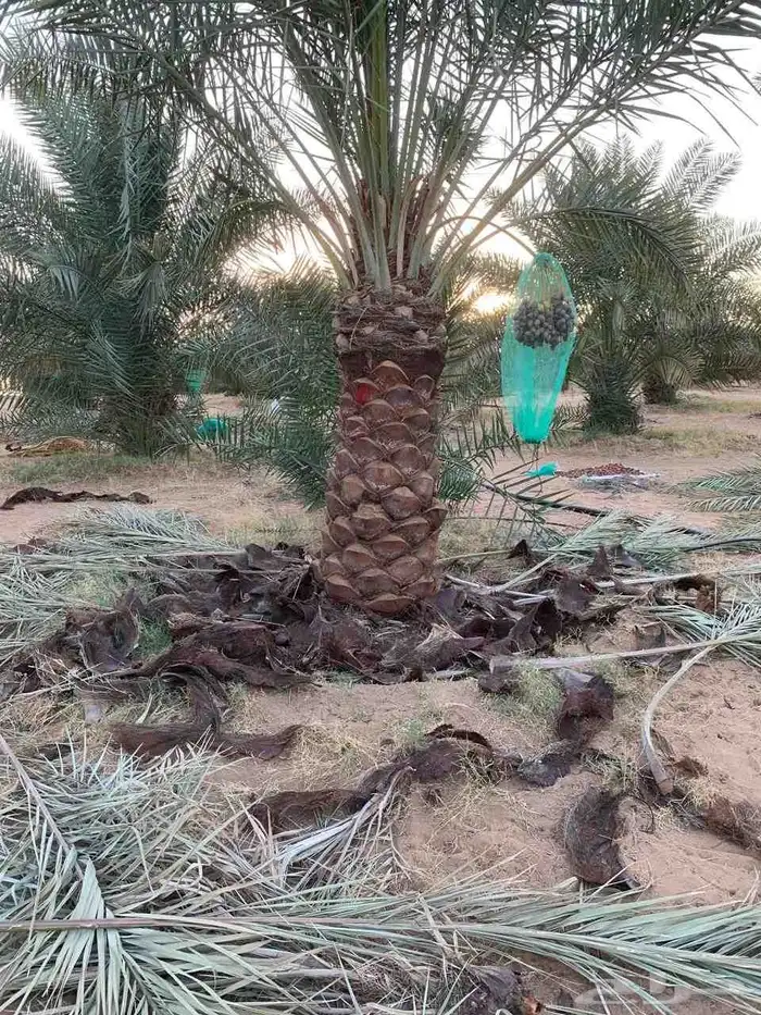 قلع وغرس وتوريد وتكريب النخيل 7