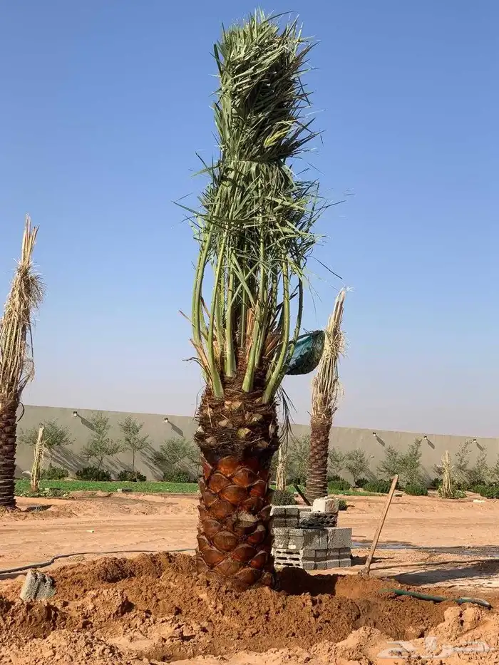 قلع وغرس وتوريد وتكريب النخيل 6