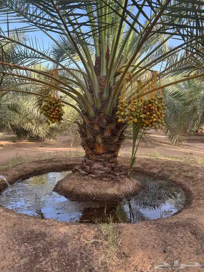 نخل القصيم مراد القصيم 1