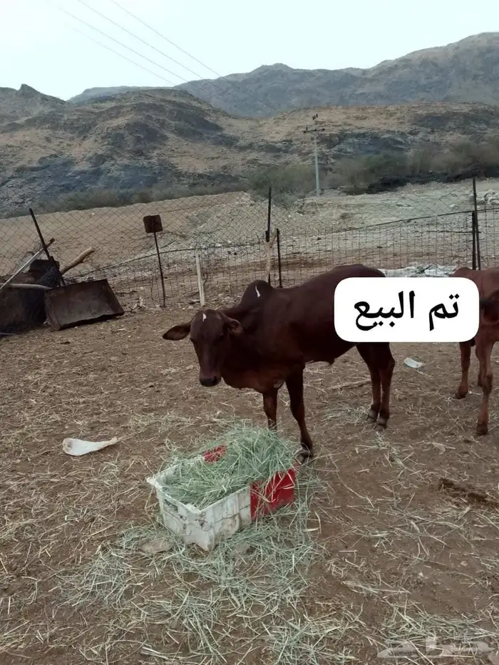 حسيل بلدي للبيع 1