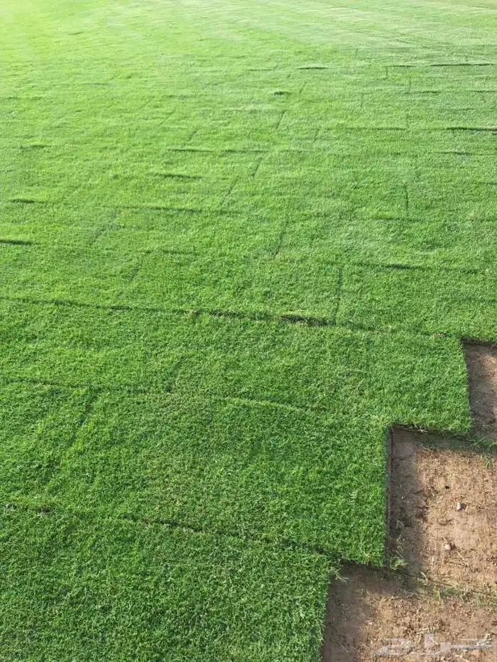 ثيل طبيعي درجة اولى C2000 3