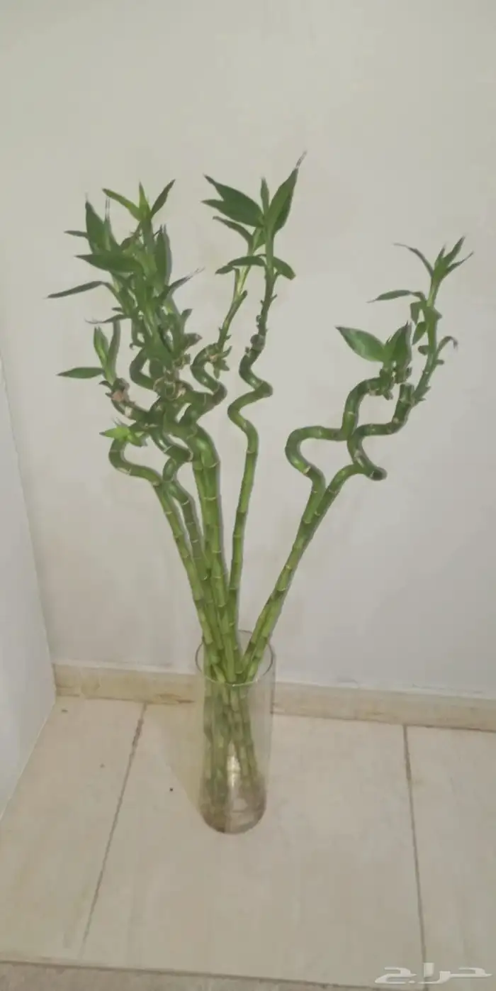 اخر كميه 5