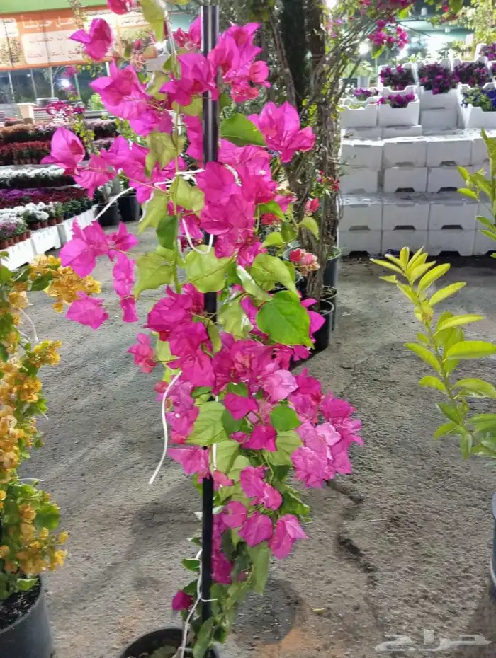 مشتل طريق الجبيل 4