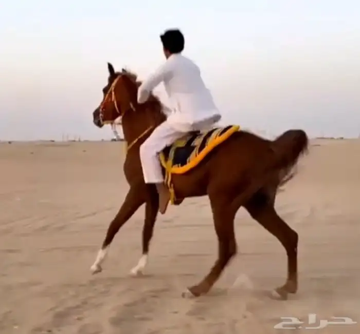 حصان مهر للبيع 1