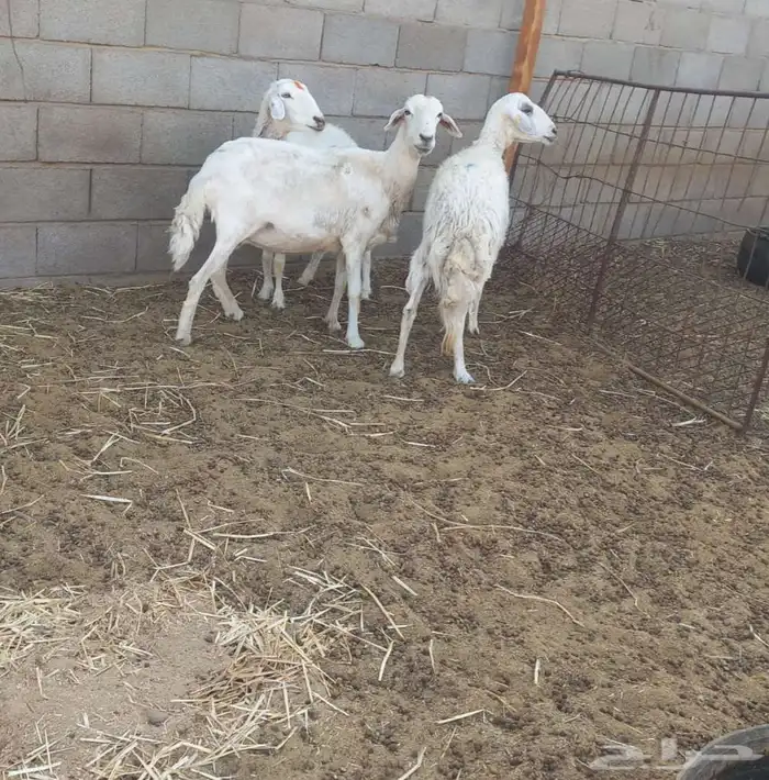 نعاج 0