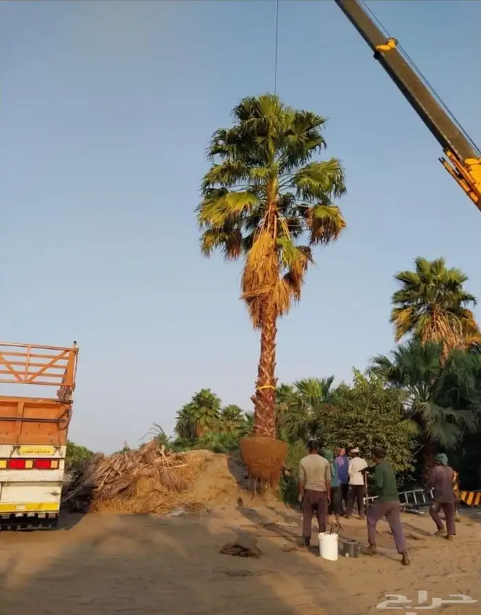 نخل واشنطني زينه 3