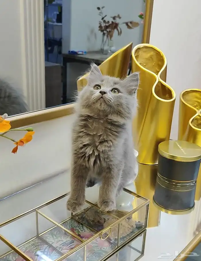 قطة صغيرة انثى شهرين 2