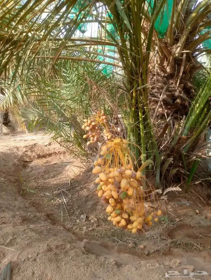يوجد لدينا جميع انواع النخيل العربي والزينه لتواصل 055157719 3