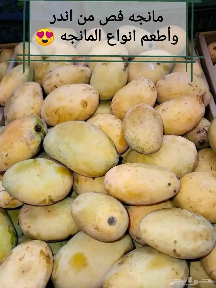 تشكيلة مانجا فريش واصله من مصر مباشره... مانجا عويس 5