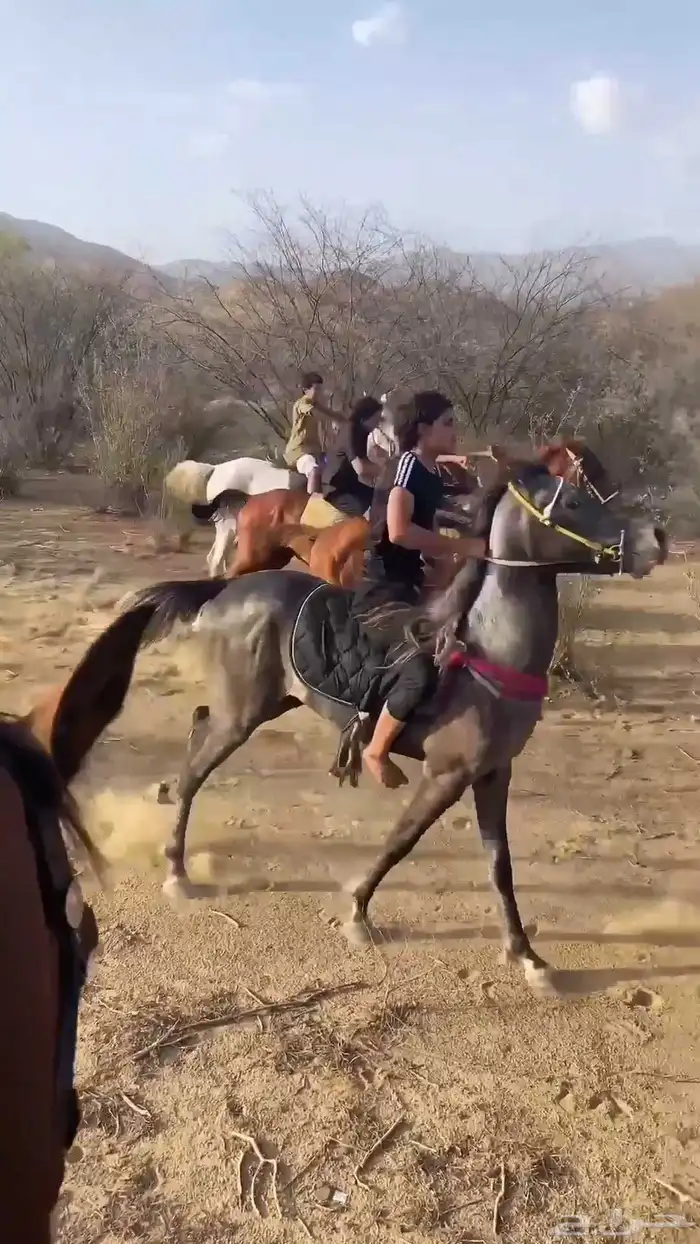 خيل شعبي العمر سنتين ونص أطول سبع بلكات الحد 3500 0