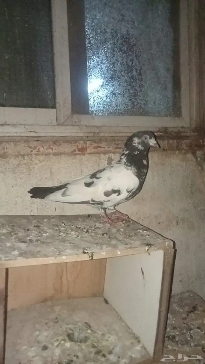 للبيع فردة تيدي البيع مستعجل وسمح 2