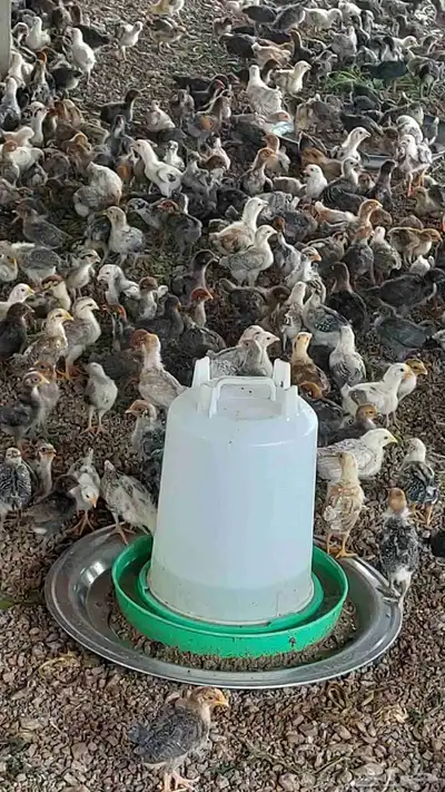 صوص بلدي وفيومي للبيع 0