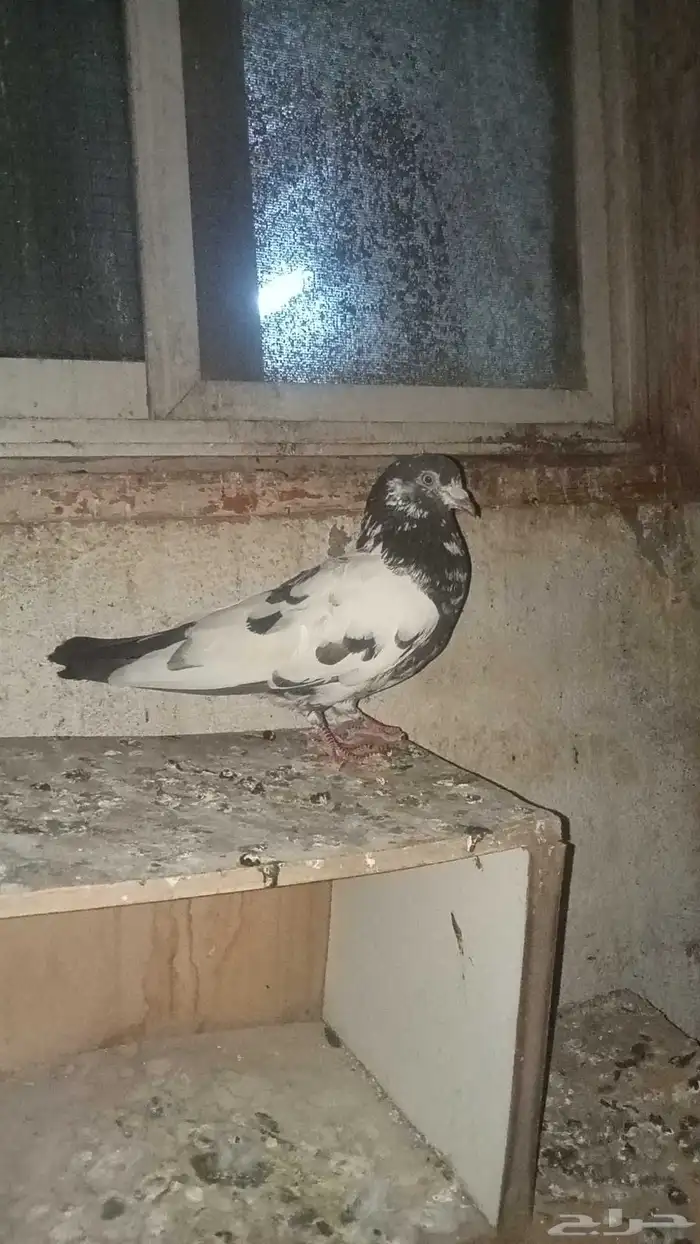 للبيع فردة تيدي البيع مستعجل وسمح 1