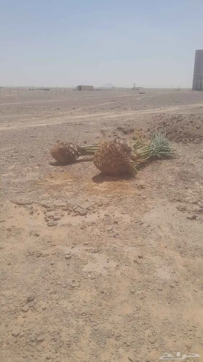 توريد وتركيب جميع انواع النخل 6
