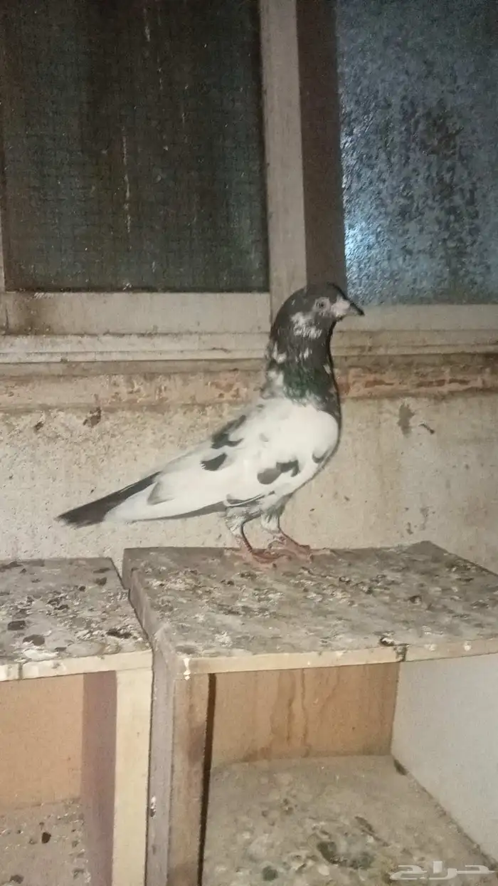 للبيع فردة تيدي البيع مستعجل وسمح 3