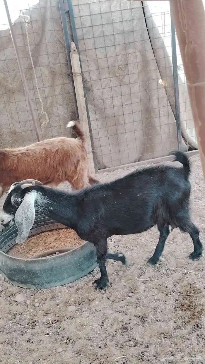 معزا عوارض 2