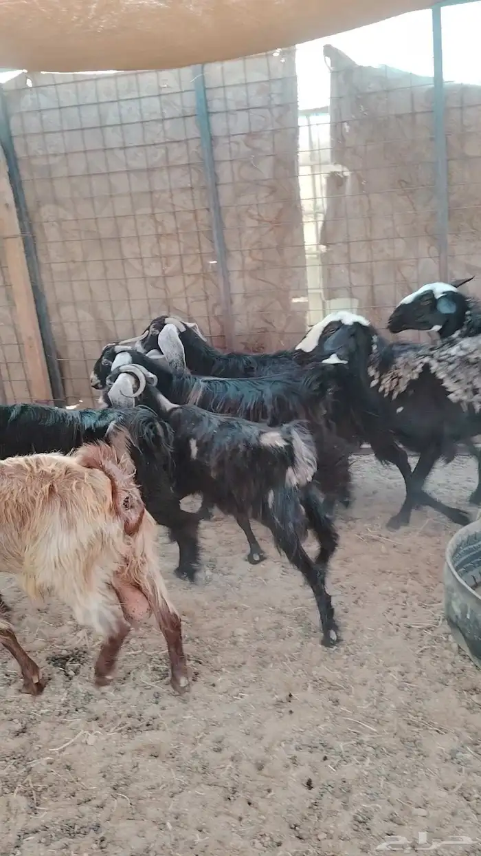 معزا عوارض 0