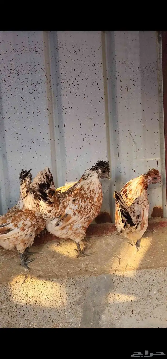 دجاج حباحب بياض 0