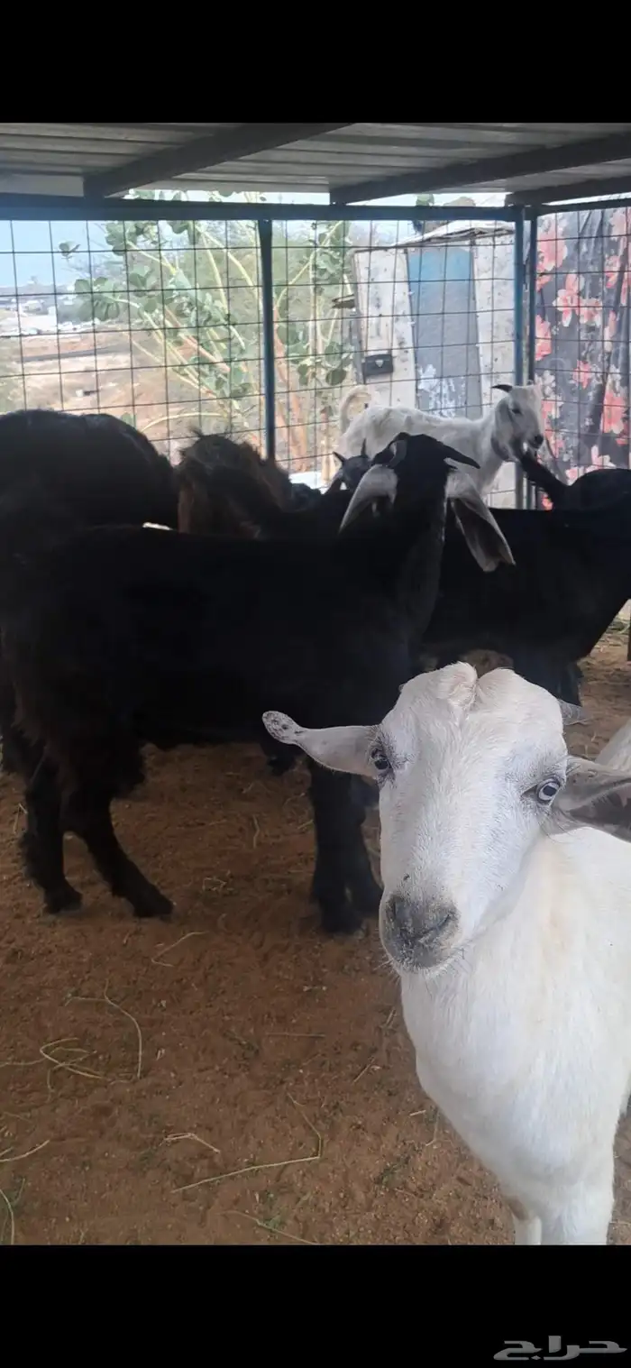 للبيع تيوس وجفار نضاف وشحم 2