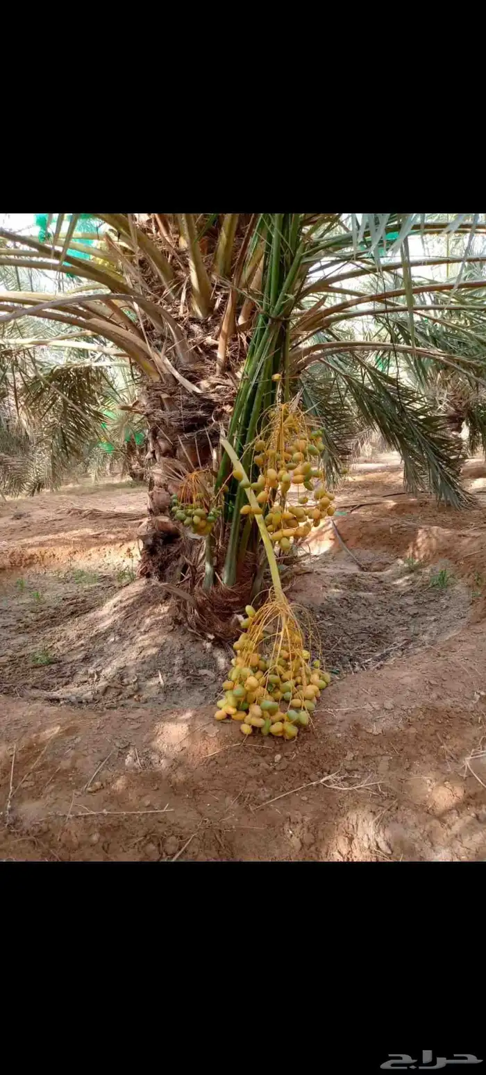 يوجد لدينا جميع انواع النخيل العربي والزينه لتواصل 055157719 4