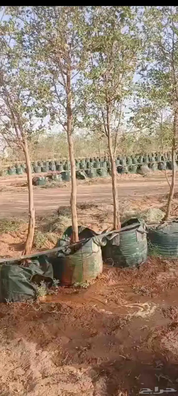الاشجار جميع انوع سدر زيتون 2