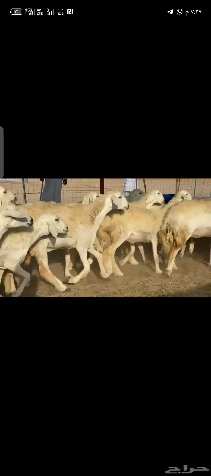 غنم حريات رخال صنف 2