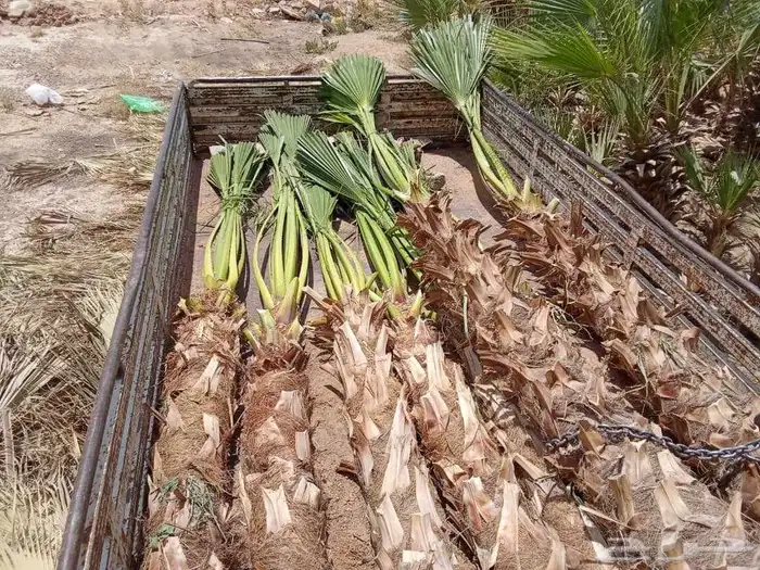 نخيل واشنطني ابومروحة درجه اولى ونخل عربي 1
