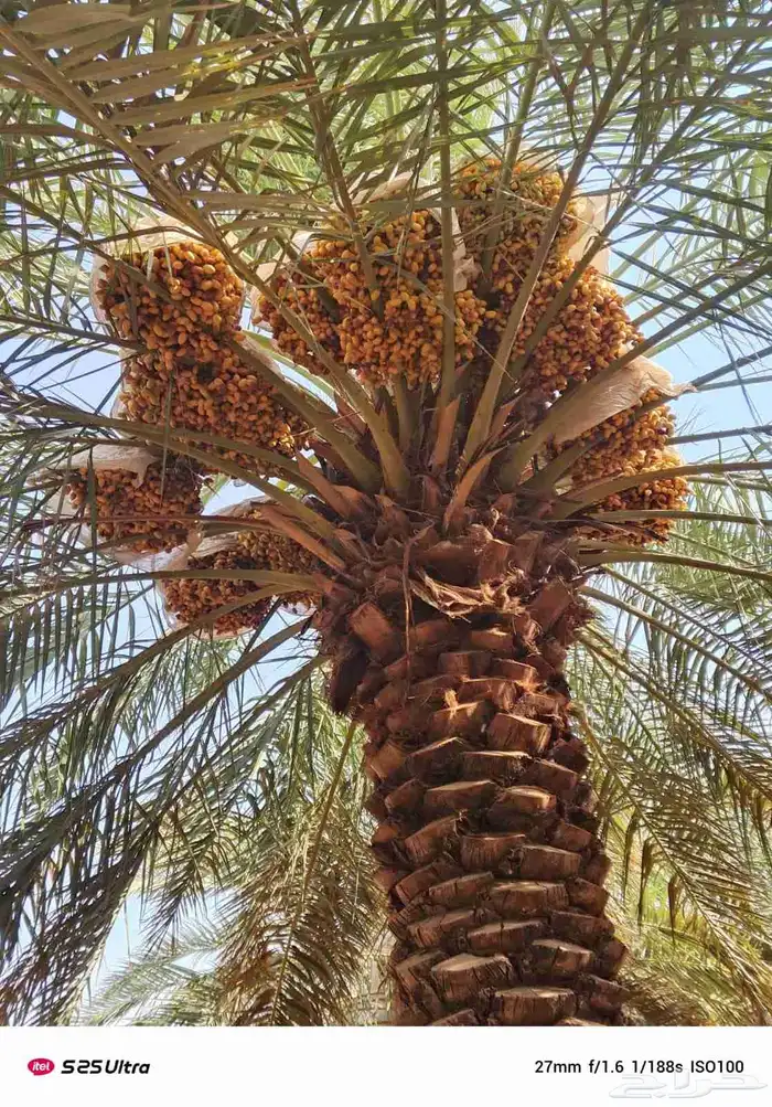 يوجد لدينا جميع انواع النخيل وجميع انواع المقاسات 3