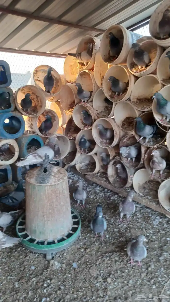 حمام منتج للبيع سلفر 1
