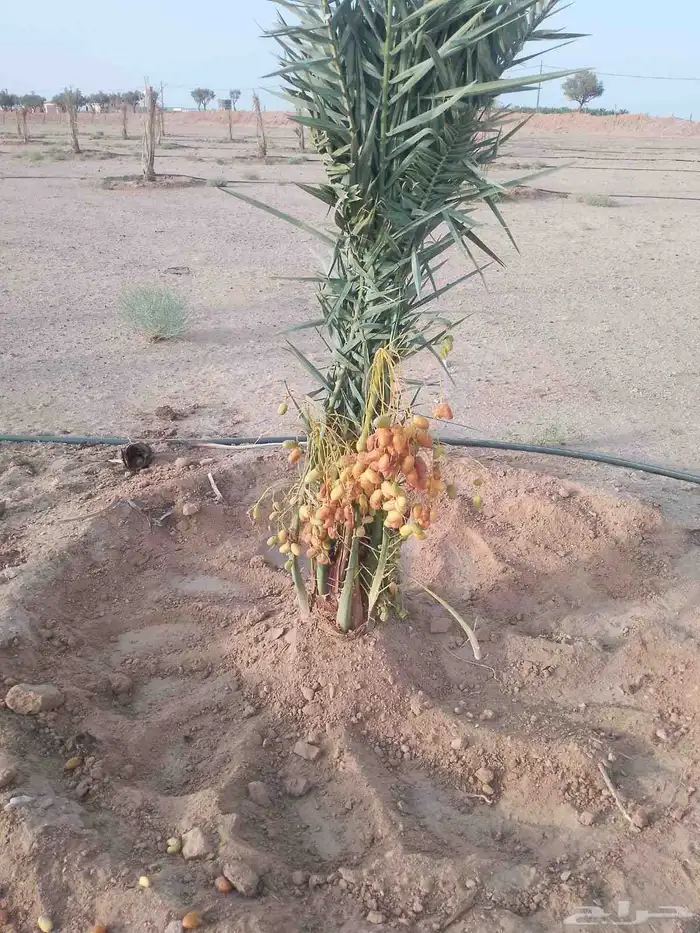مشاءالله تبارك الله نخل وصل اليوم رفحاء نخل مثمر جاهز 3