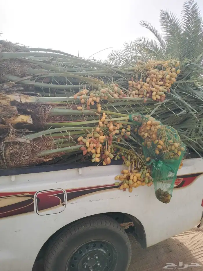 مشاءالله تبارك الله نخل وصل اليوم رفحاء نخل مثمر جاهز 8