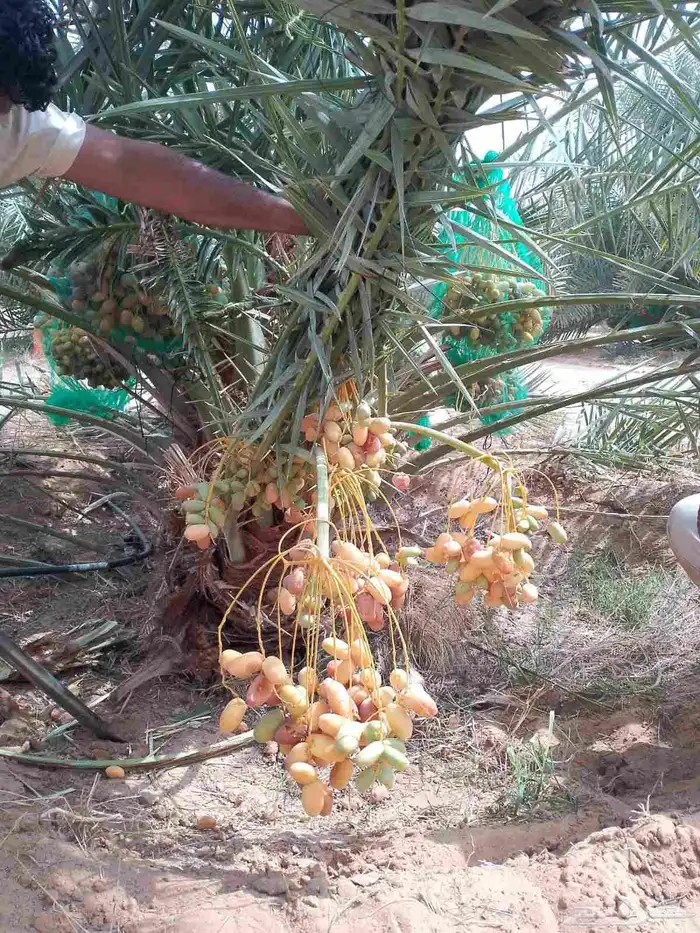 مشاءالله تبارك الله نخل وصل اليوم رفحاء نخل مثمر جاهز 1
