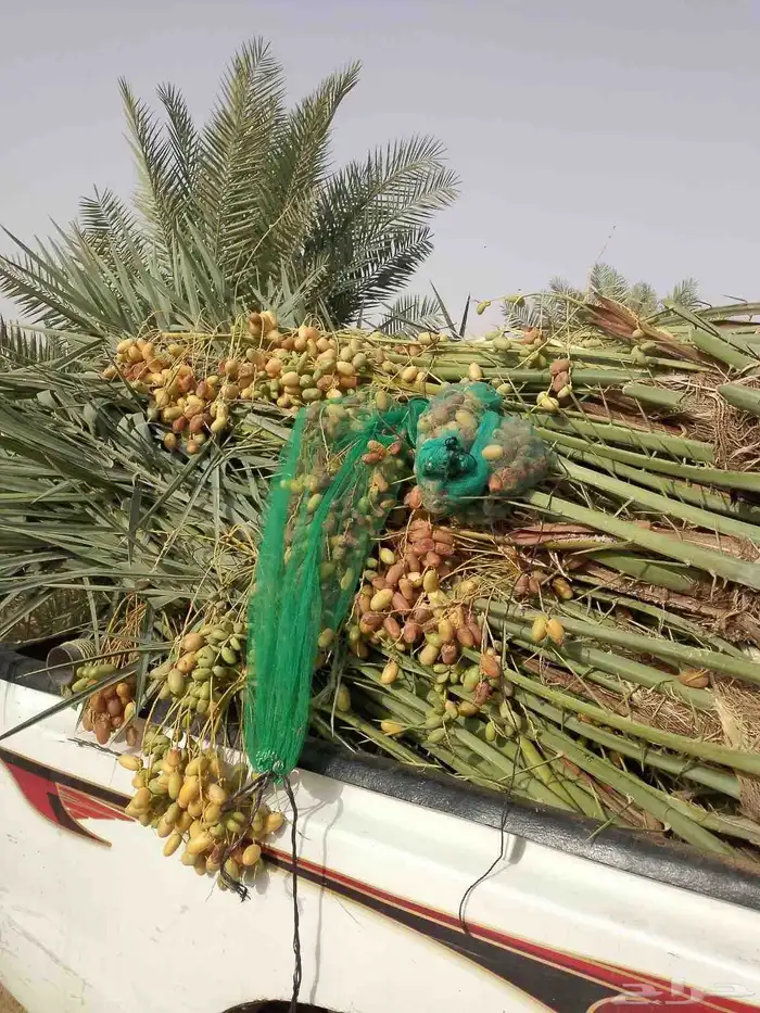 مشاءالله تبارك الله نخل وصل اليوم رفحاء نخل مثمر جاهز 9