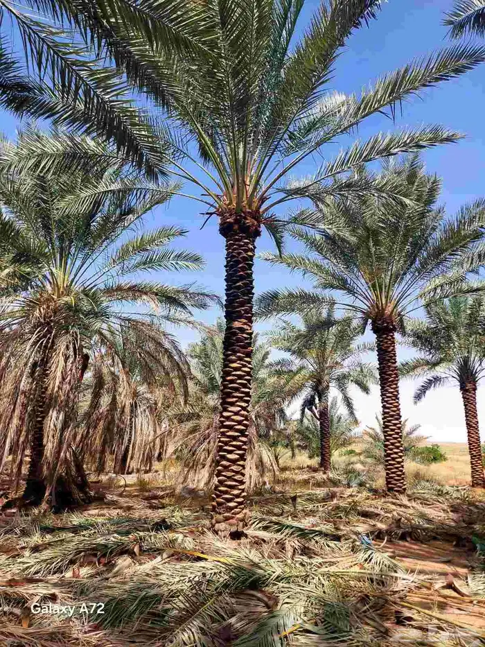 نخل ابو عبدالله توريد جميع انواع النخيل المثمرة وزيبه وتصدير 0