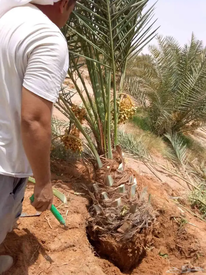 نخل مثمر للبيع نقايل جثايث صقعي هلالي مجدول اخلاص سكري برحي 2