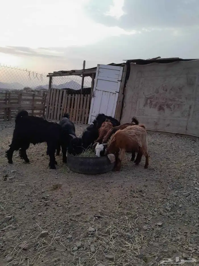 تيوس للبيع 0