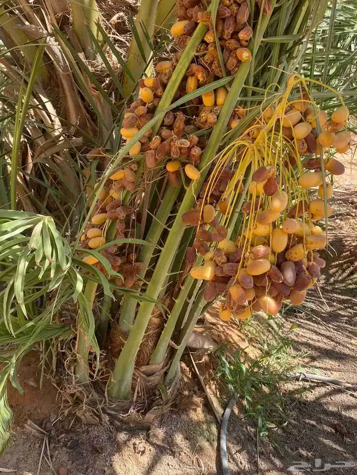 فسائل وجثايث درجه اولى 8