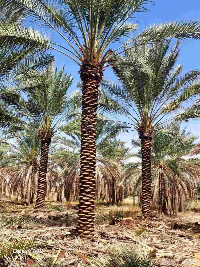 نخل ابو عبدالله توريد جميع انواع النخيل المثمرة وزيبه وتصدير 5