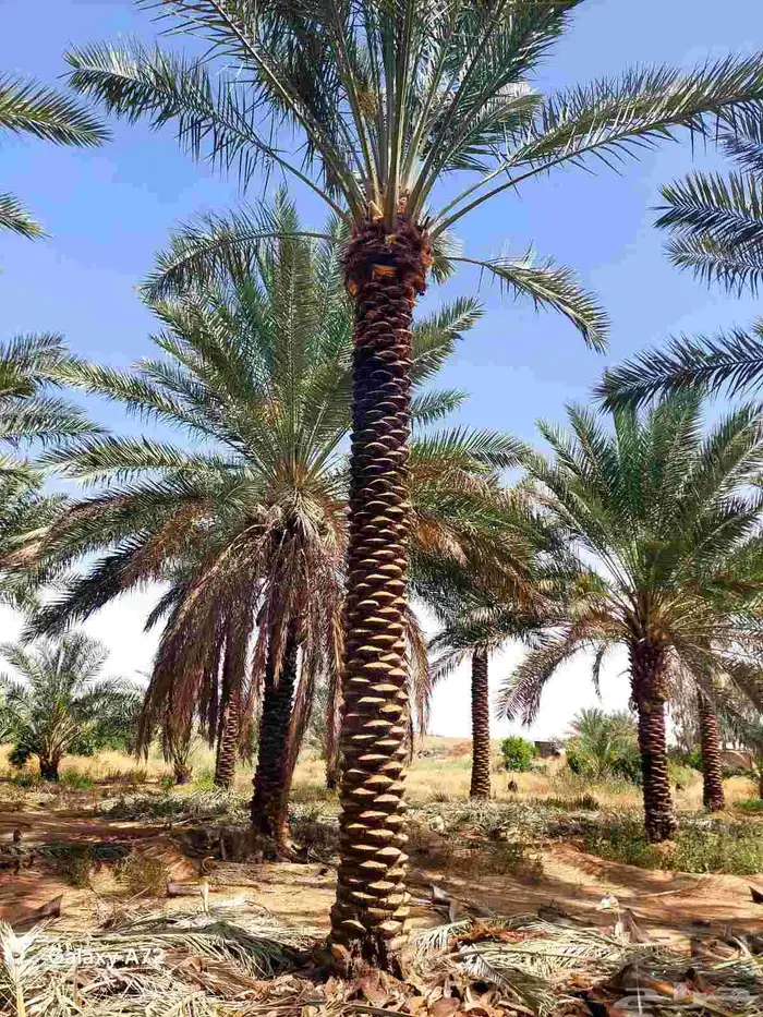 نخل ابو عبدالله توريد جميع انواع النخيل المثمرة وزيبه وتصدير 1