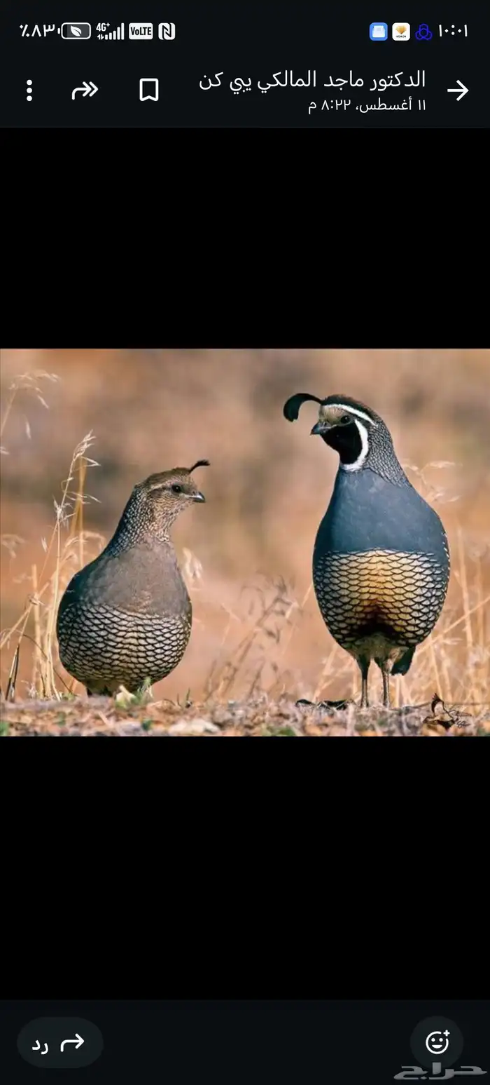 طائر السمان الكاليفورني 0