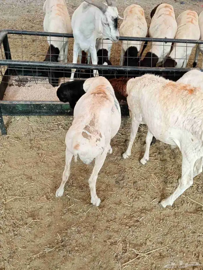 برابر صومالية مرابي أوزان كبيرة والعمر جذع 3