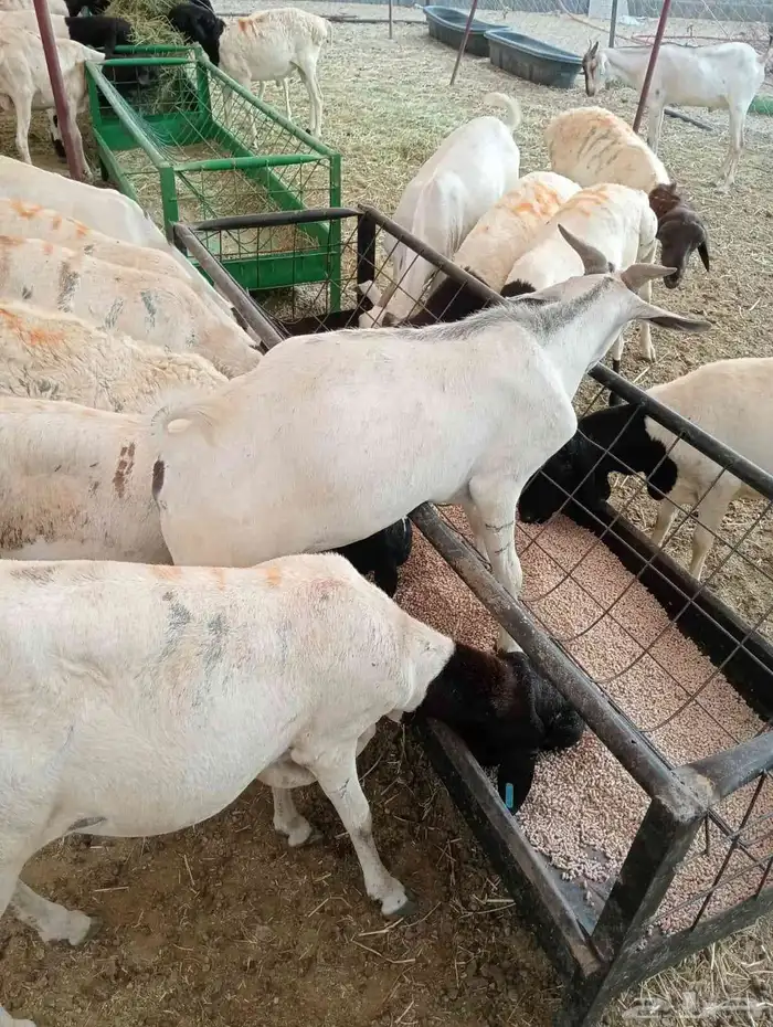 برابر صومالية مرابي أوزان كبيرة والعمر جذع 2