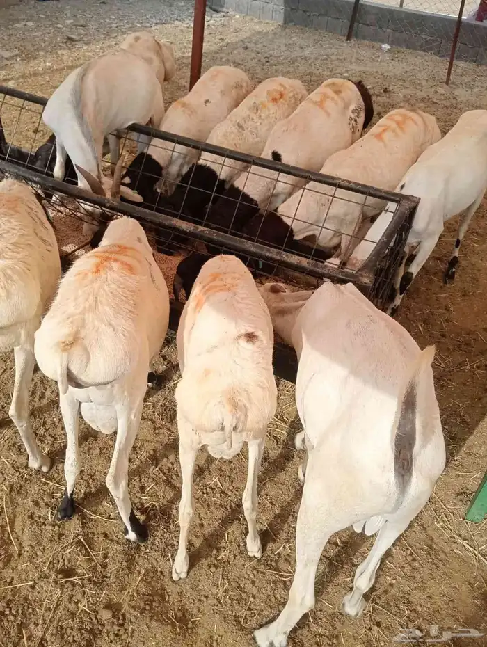 برابر صومالية مرابي أوزان كبيرة والعمر جذع 0