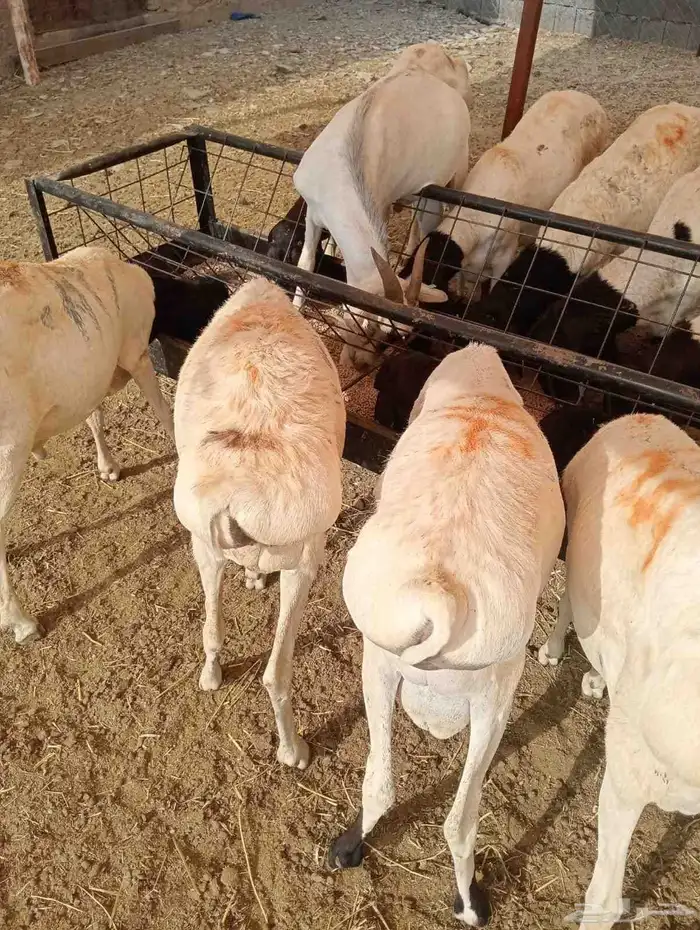 برابر صومالية مرابي أوزان كبيرة والعمر جذع 1