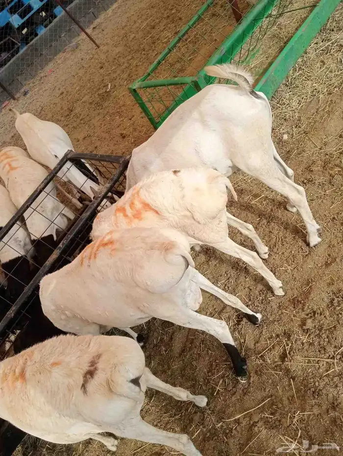 برابر صومالية مرابي أوزان كبيرة والعمر جذع 4