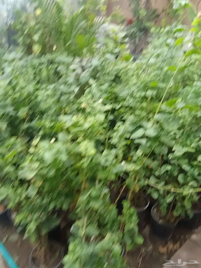 . تنسيق حدائق 4