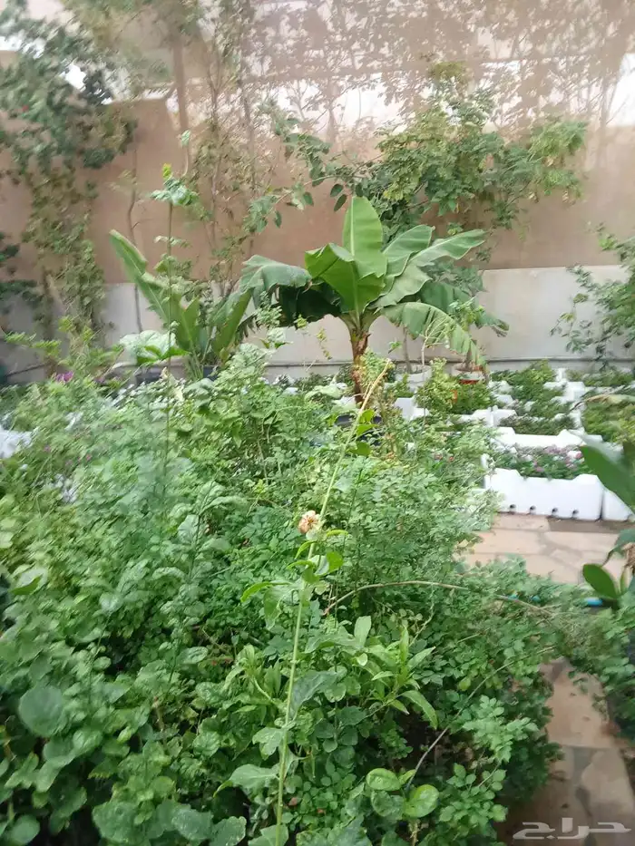 . تنسيق حدائق 2