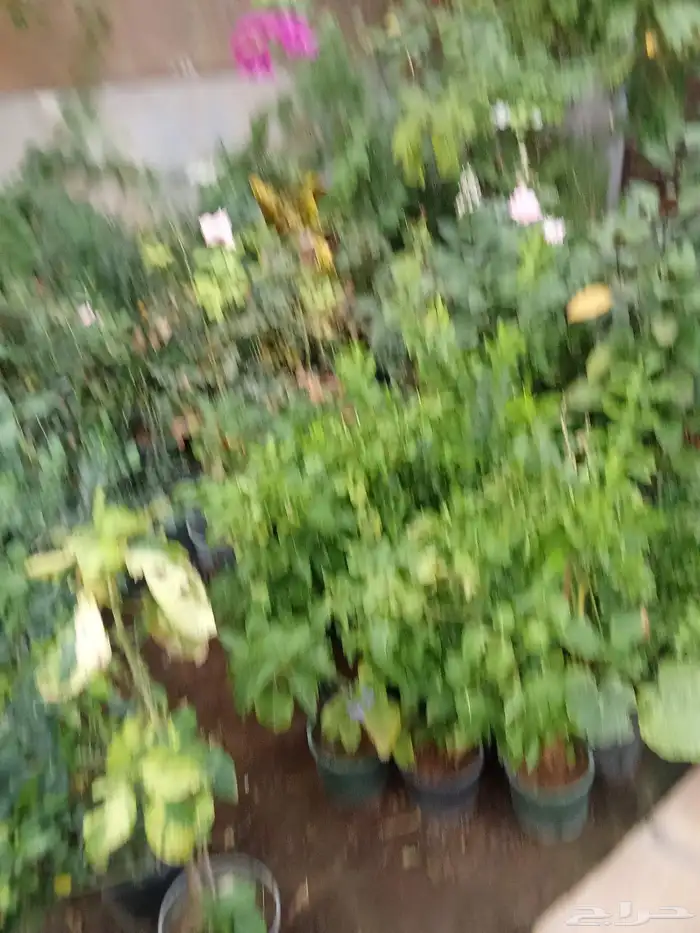 . تنسيق حدائق 1