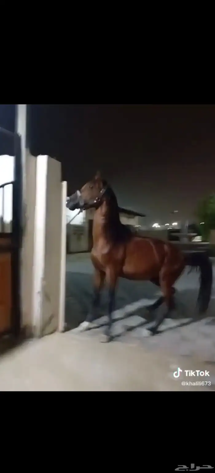 حصان شعبي للبيع 0